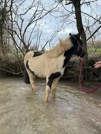 Élevage de Cally