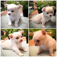 Truffes et Moustaches - Education Positive & Elevage Canin - Chihuahua Poils Longs - Berger Blanc Suisse Lof