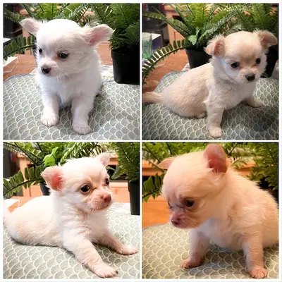 Truffes et Moustaches - Education Positive & Elevage Canin - Chihuahua Poils Longs - Berger Blanc Suisse Lof