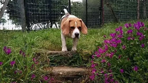 Pension Canine Nature Animale