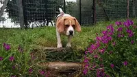 Pension Canine Nature Animale