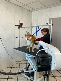 Toilettage Canin Youpi Dog