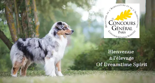 Elevage Berger Australien - Of Dreamtime Spirit - Auvergne Rhône-alpes