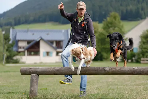 Université des Chiens : Educateur Canin Comportementaliste à Annecy et Talloires. Maternelle des chiots, éducation canine, agility, flair