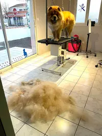 Dolly Toilettage Neau Suzy