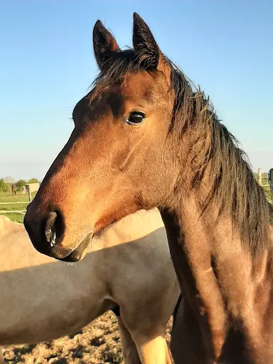 Haras de l'Enfriotière