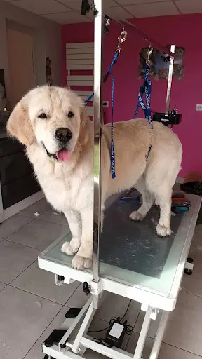 Styl Dogs