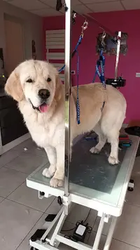 Styl Dogs