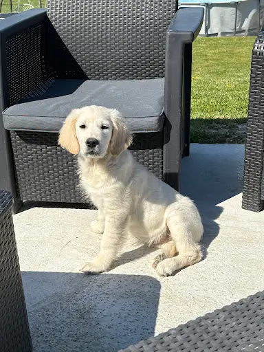 Elevage Canin des Quatre Vents