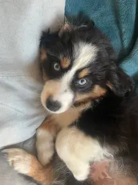 Elevage Deep Blue Eyes
