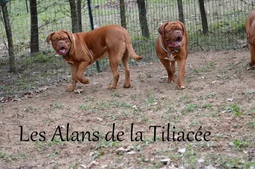 Elevage Dogue de Bordeaux: les Alans de la Tiliacèe