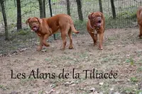 Elevage Dogue de Bordeaux: les Alans de la Tiliacèe
