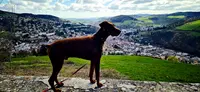 Educdog