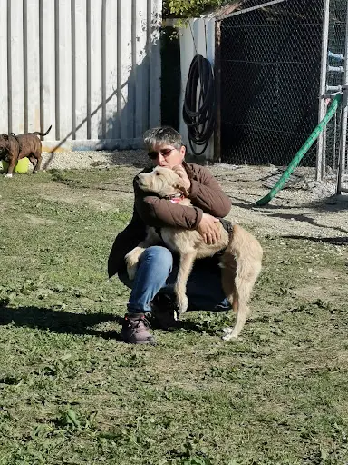 Dog Académie