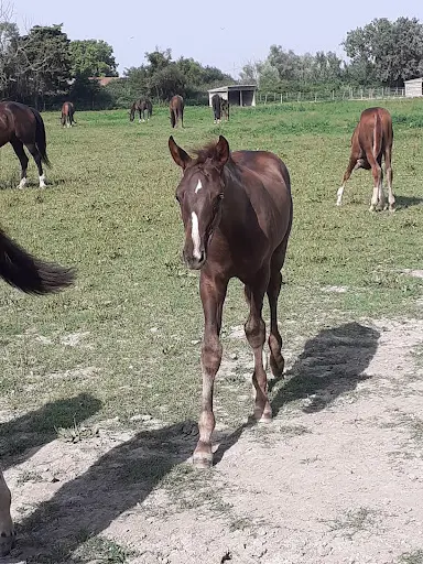 Haras d'Azur -centre de Reproduction Équine