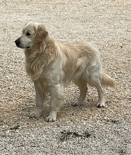 Le Clos de Levanna Golden Retriever