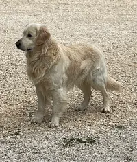Le Clos de Levanna Golden Retriever