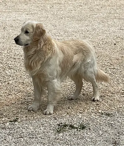 Le Clos de Levanna Golden Retriever