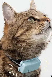 Animal Boarding 65