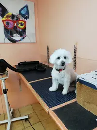 Au Chien Élégant *salon de Toilettage*