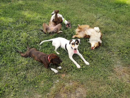 Mon Chien Ma Légende. Éducateur Canin et Promeneur de Chien