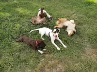 Mon Chien Ma Légende. Éducateur Canin et Promeneur de Chien