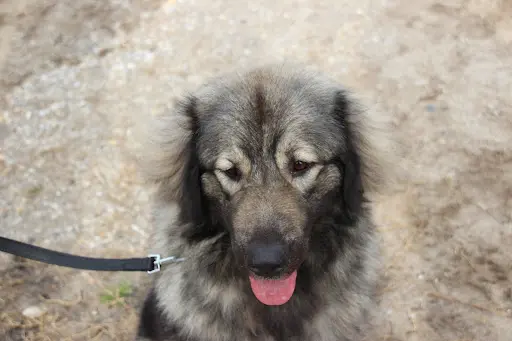 Votre Chien et Vous