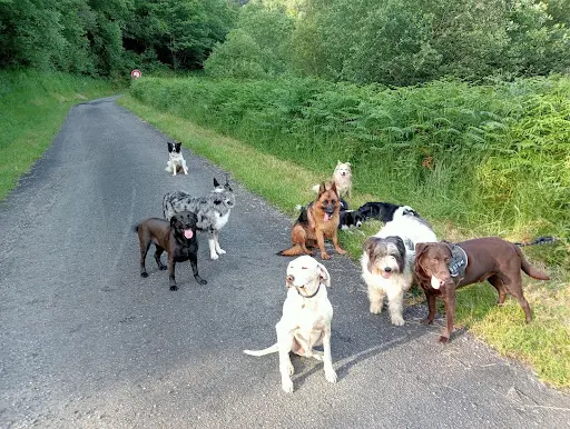 Canicolo (ni Cage,ni Box) Education Canine