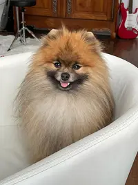 Douceur Canine - Toilettage À Domicile Pour Chiens