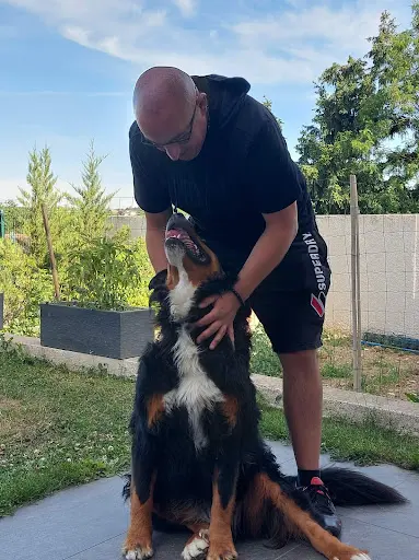 Westdog Éducateur Comportementaliste Canin Diplômé d'État