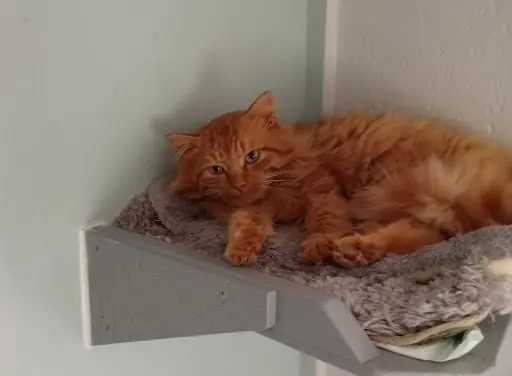 l'Arbre À Chats