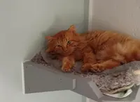 l'Arbre À Chats