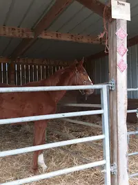Centre Equestre et Poney Club du Buisson