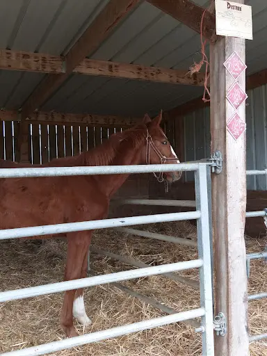 Centre Equestre et Poney Club du Buisson