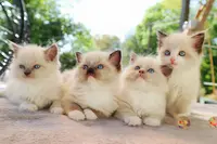 Les Ragdolls de Taverny