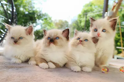 Les Ragdolls de Taverny
