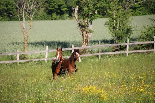 Écurie Cs Jump