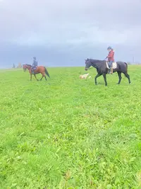 Haras du Triangle Vert