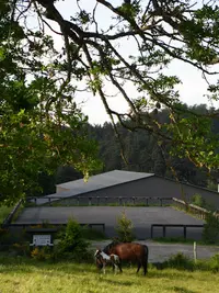 Cheval des Hautes Terres