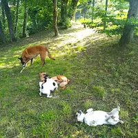 Canissime