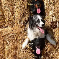Patte de Loù Éducateur Canin À Domicile (rhône-alpes- Suisse)