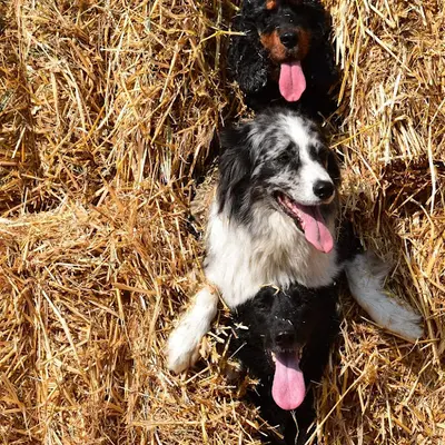Patte de Loù Éducateur Canin À Domicile (rhône-alpes- Suisse)
