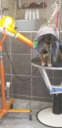 Brin de Toilettage