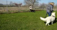 A2c Apprentissage et Comportement du Chien