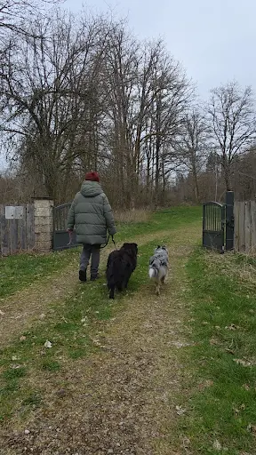 Aussie In Balance | Hundetraining & Verhaltensberatung