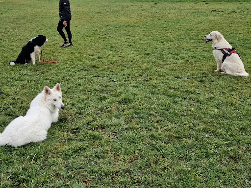 Simply Dog Maëlys Lariviere- Éducatrice Comportementaliste Canin