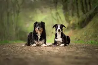 Ozo Education Canine