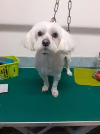 Alidogteteghem
