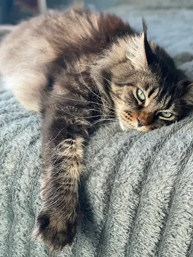 Chatterie Joyau du Maine Coon