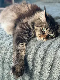 Chatterie Joyau du Maine Coon